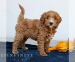 Millie - Female Goldendoodle (Miniature) Puppy for Sale - Small photo
