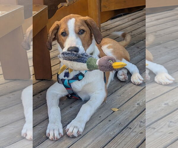 Medium Photo #1 Sheprador Puppy For Sale in Bellevue, WA, USA