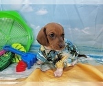 Small #14 Dachshund