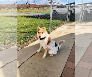 Alaskan Husky-Australian Cattle Dog Mix Dogs for adoption in SMITHSBURG, MD, USA