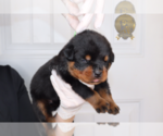 Small Photo #11 Rottweiler Puppy For Sale in FLAGSTAFF, AZ, USA
