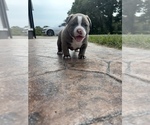 Small #1 American Bully