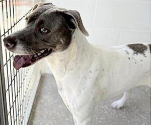 Labrador Retriever-Unknown Mix Dogs for adoption in Houston, TX, USA