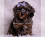 Puppy Adrian AKC Poodle (Toy)