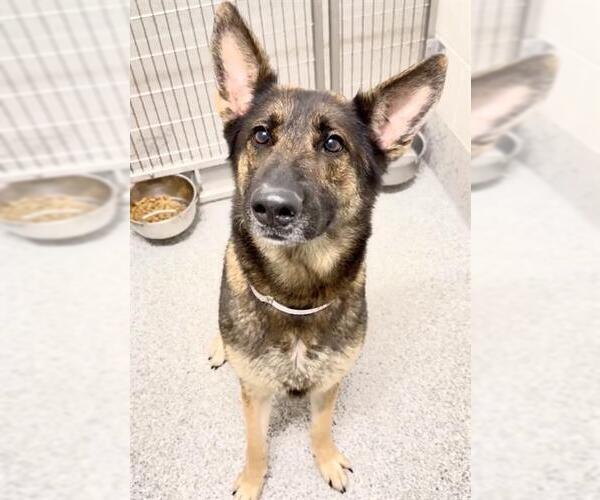 Medium Photo #2 German Shepherd Dog Puppy For Sale in Houston, TX, USA