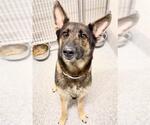 Small #1 German Shepherd Dog