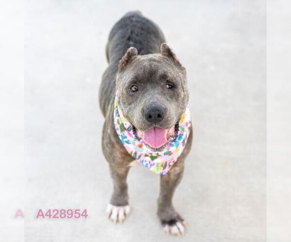 Medium Photo #2 American Pit Bull Terrier-Unknown Mix Puppy For Sale in Conroe, TX, USA