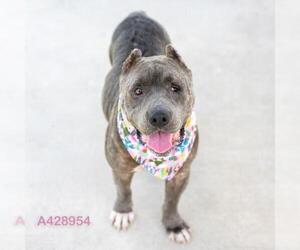 VELVET - Female American Pit Bull Terrier-Unknown Mix Dog for Adoption - Photo #2
