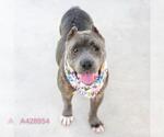 Small #1 American Pit Bull Terrier Mix