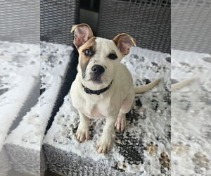 Mutt Dogs for adoption in Woodbury, NY, USA