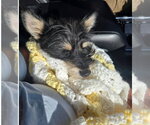 Small Photo #3 Mutt Puppy For Sale in Grafton, WI, USA