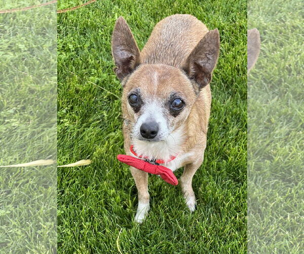 Medium Photo #2 Chihuahua Puppy For Sale in Phoenix, AZ, USA