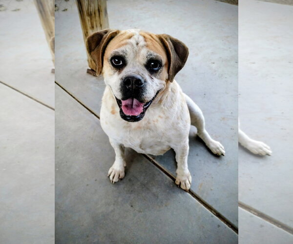 Medium Photo #2 Beabull Puppy For Sale in Apple Valley, CA, USA
