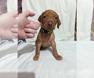 Vizsla Puppy for sale in CLEVELAND, OH, USA