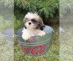 Small #4 Shih Tzu