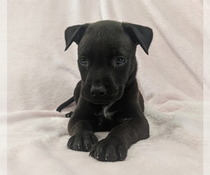 American Bully-Jack Russell Terrier Mix Puppy for sale in ELIZABETHTON, TN, USA