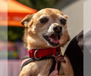 Marley - Male Chihuahua-Unknown Mix Dog for Adoption - Photo #27