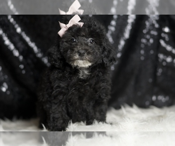Medium Photo #3 Poodle (Toy) Puppy For Sale in WARSAW, IN, USA