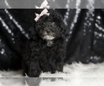 Small #2 Poodle (Toy)