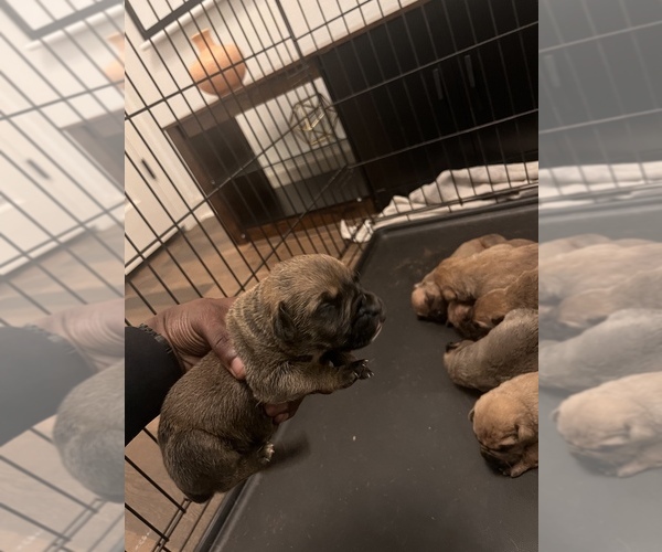 Medium Photo #5 Boerboel Puppy For Sale in LITTLE ROCK, AR, USA