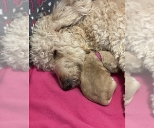 Mother of the Goldendoodle puppies born on 11/29/2022