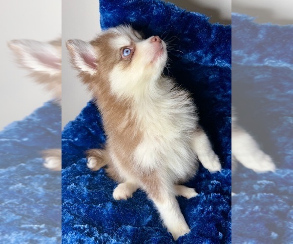 Medium Photo #3 Pomsky Puppy For Sale in NASHUA, NH, USA