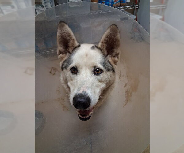 Medium Photo #1 Siberian Husky-Unknown Mix Puppy For Sale in Chula Vista, CA, USA