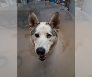 Siberian Husky-Unknown Mix Dogs for adoption in Chula Vista, CA, USA