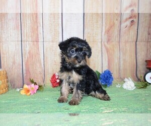 YorkiePoo Puppy for sale in LAKE BENTON, MN, USA