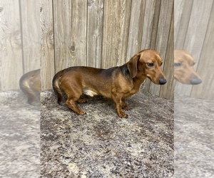 Father of the Dachshund puppies born on 03/14/2023