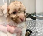 Small #4 Poodle (Miniature)