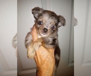 Chihuahua Puppy for sale in NEWVILLE, PA, USA