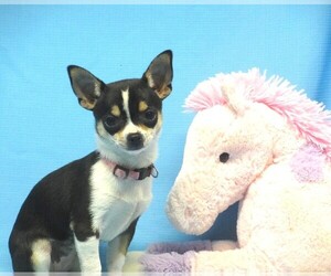 Chihuahua Puppy for sale in CABOOL, MO, USA