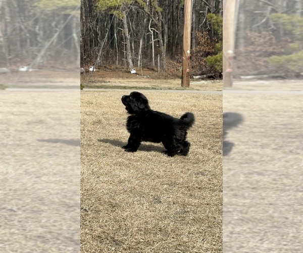 Medium Photo #9 German Shepherd Dog Puppy For Sale in BUENA, NJ, USA