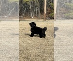 Small #8 German Shepherd Dog