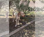 Small #1 Poodle (Standard) Mix