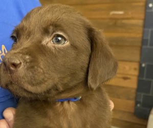 Labrador Retriever Puppy for Sale in ELGIN, South Carolina USA
