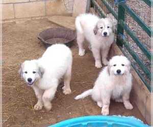 Great Pyrenees Puppy for sale in E TOWN, KY, USA