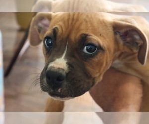 Boxer Puppy for sale in SAN BERNARDINO, CA, USA