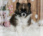 Puppy 7 Pomeranian