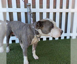 Bull Terrier Dogs for adoption in Modesto, CA, USA