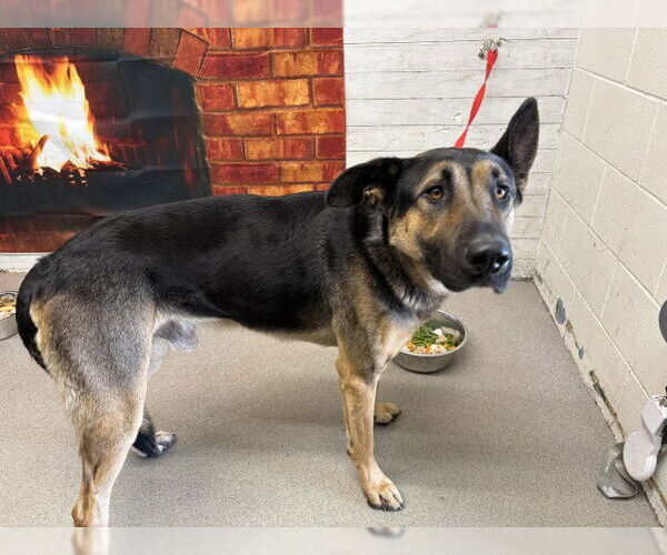 Medium Photo #1 German Shepherd Dog-Unknown Mix Puppy For Sale in San Bernardino, CA, USA