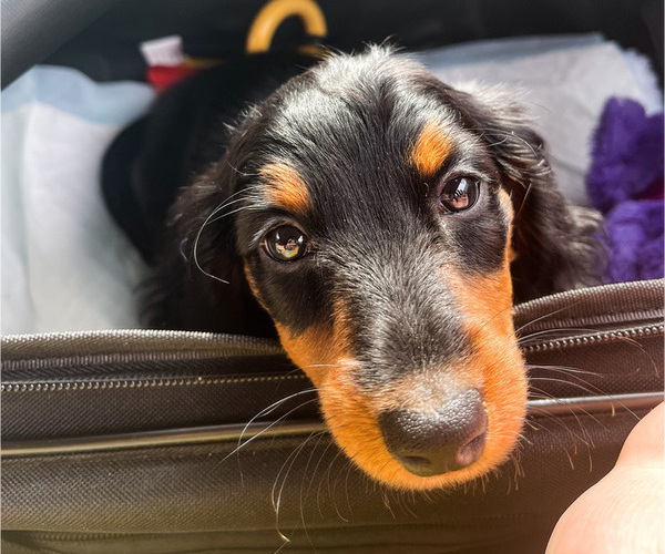 Medium Photo #1 Dachshund Puppy For Sale in GRAND RAPIDS, MI, USA