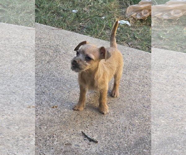 Medium Photo #4 Mutt Puppy For Sale in The Woodlands, TX, USA