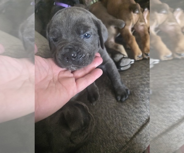Medium Photo #9 Cane Corso Puppy For Sale in BLANCA, CO, USA