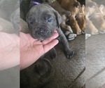 Small #8 Cane Corso