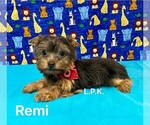 Image preview for Ad Listing. Nickname: Tiny Remi