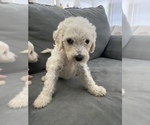 Small Photo #30 Goldendoodle Puppy For Sale in BATON ROUGE, LA, USA