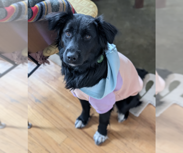 Medium Photo #1 Border Collie-Unknown Mix Puppy For Sale in Brooklyn, NY, USA