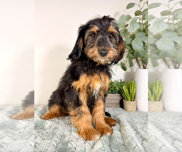 Medium Photo #1 Cock-A-Poo Puppy For Sale in GREENFIELD, IN, USA